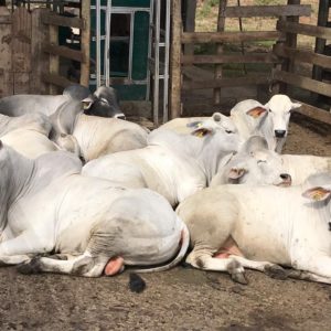 Teaching, Research, and Extension Unit in Ruminant Nutrition and Production