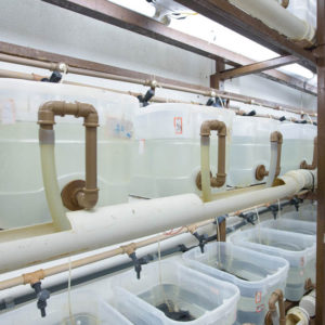 Teaching, Research, and Extension Unit in Aquaculture