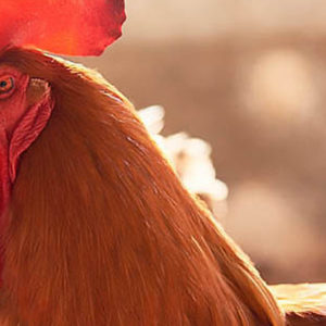 Teaching, Research and Extension Unit in Poultry Nutrition and Production