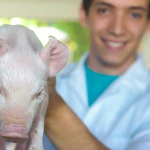 Teaching, Research, and Extension Unit in Swine